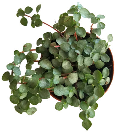 Aqua Baby Tears Pilea